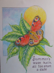 Chris B, Peacock butterfly, coloured pencils.jpg